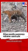 यवतमाळ : टिपेश्वर वन्यजीव अभयारण्यात पर्यटकांना झाले वाघाचे दर्शन.