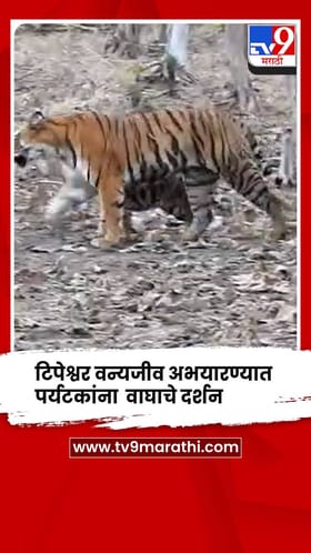 यवतमाळ : टिपेश्वर वन्यजीव अभयारण्यात पर्यटकांना झाले वाघाचे दर्शन