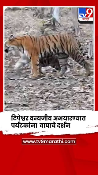 यवतमाळ : टिपेश्वर वन्यजीव अभयारण्यात पर्यटकांना झाले वाघाचे दर्शन