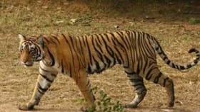 तेंदुपत्ता तोडण्यासाठी गेलेल्या 13 महिलांवर वाघाचा हल्ला, 4 जागीच ठार.
