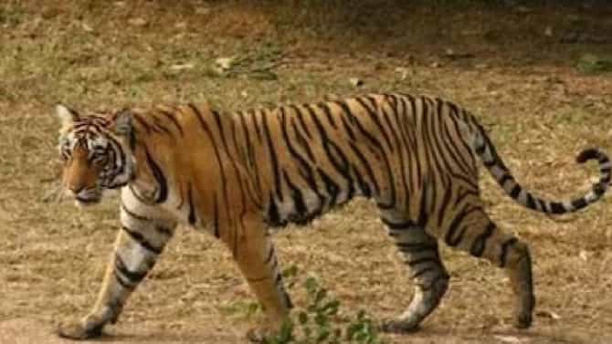 चंद्रपूर हादरलं! तेंदुपत्ता तोडण्यासाठी गेलेल्या 13 महिलांवर वाघाचा हल्ला, 4 जागीच ठार; ग्रामस्थांमध्ये भीतीचं वातावरण