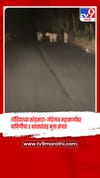 गोंदियाच्या कोहमारा-गोरेगाव महामार्गावर वाघिणीचा 3 बछड्यांसह मुक्त संचार.