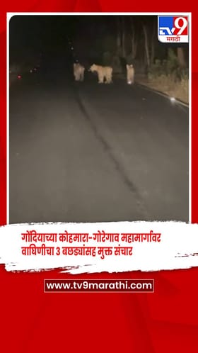 गोंदियाच्या कोहमारा-गोरेगाव महामार्गावर वाघिणीचा 3 बछड्यांसह मुक्त संचार