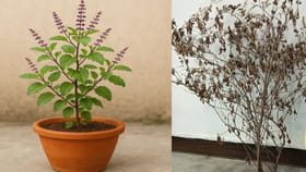 तुळशीचे रोप उन्हापासून दूर ठेवूनही का सुकते? जाणून घ्या कारणे.