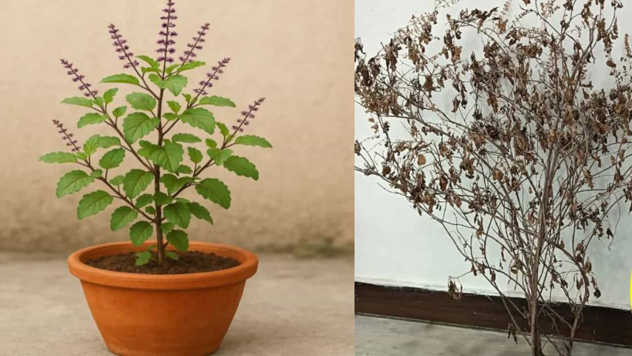 तुळशीचे रोप उन्हापासून दूर ठेवूनही का सुकते? जाणून घ्या कारणे आणि त्यावरील उपाय
