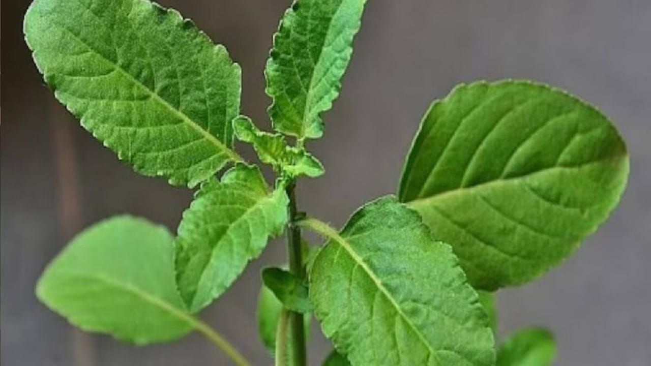 तुळस - तुळशीच्या वासाने मच्छर दूर पळतात. तसेच तुळस हवा शुद्ध करण्यासाठी आणि घराच्या आत सकारात्मकता वाढवण्यासाठी उपयोगी असते.