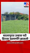 उल्हास नदीतील वाढत्या जलपर्णीमुळे नदीची पाणीपातळी घटण्याची भीती.