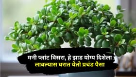 मनी प्लांट विसरा, हे झाड योग्य दिशेला लावल्यास घरात येतो प्रचंड पैसा.