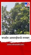 पावसाळा तोंडावर आल्याने वर्धा जिल्ह्यात आंबे काढणीला वेग, रसाच्या आणि लोणच्याच्या आंब्याला मागणी.