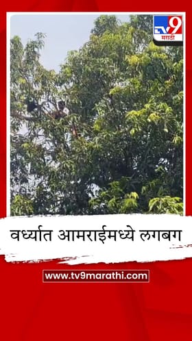 पावसाळा तोंडावर आल्याने वर्धा जिल्ह्यात आंबे काढणीला वेग, रसाच्या आणि लोणच्याच्या आंब्याला मागणी