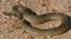 Snakes : घरातल्या या गोष्टीला सापही थरथर कापतो, आठवणीने ठेवा, साप चुकूनही...