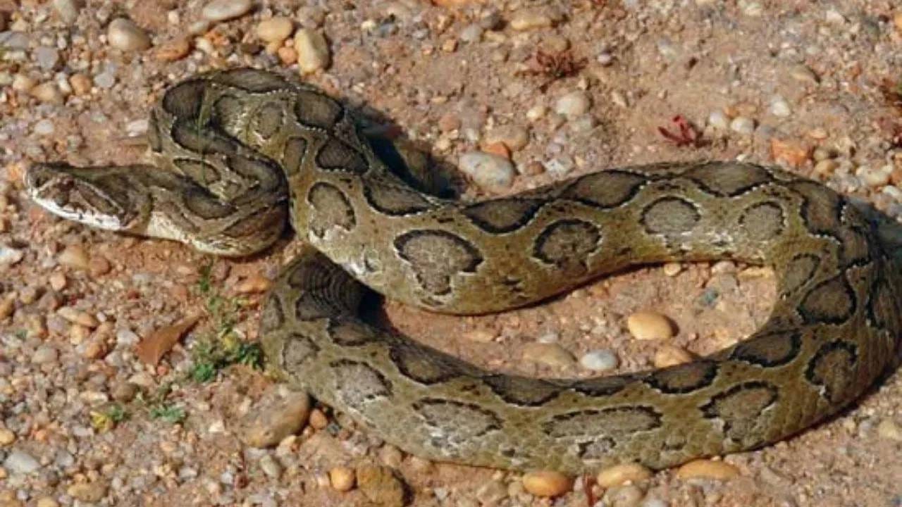 Big 4 Mapper  हे सापांविषयी माहिती देणाऱ्या ॲप्सपैकी एक आहे. या ॲपचे एक वैशिष्ट्य म्हणजे याची मॅप आधारित सिस्टीम,  याद्वारे युजर्सना,  त्यांच्या परिसरात यापूर्वी साप कुठे आढळला होता, हे पाहता येतं आणि जास्त धोकादायक मानले जाणारे भाग ओळखता येतात. यामुळे लोकं सतर्क राहतात आणि अशा भागात जाणे टाळता येतं. ही सुविधा, शेतात काम करणारे शेतकरी, जंगलांजवळ राहणारे लोक आणि रात्रीच्या वेळी बाहेर पडणाऱ्यांसाठी विशेषतः उपयुक्त मानली जाते. हे ॲप जीपीएस (GPS)-आधारित लोकेशन सिस्टीमचा वापर करते, ज्यामुळे धोक्याची क्षेत्रं ओळखणं सोपं होतं.