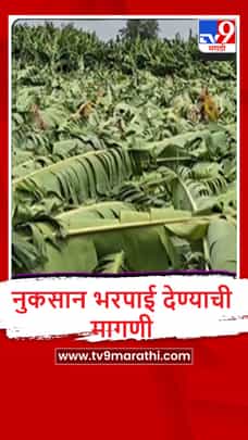 Ahilyanagar : पावसाच्या तडाख्यामुळे 1 एकर केळीची बाग जमीनदोस्त, 15 लाखांचे नुकसान-1698208