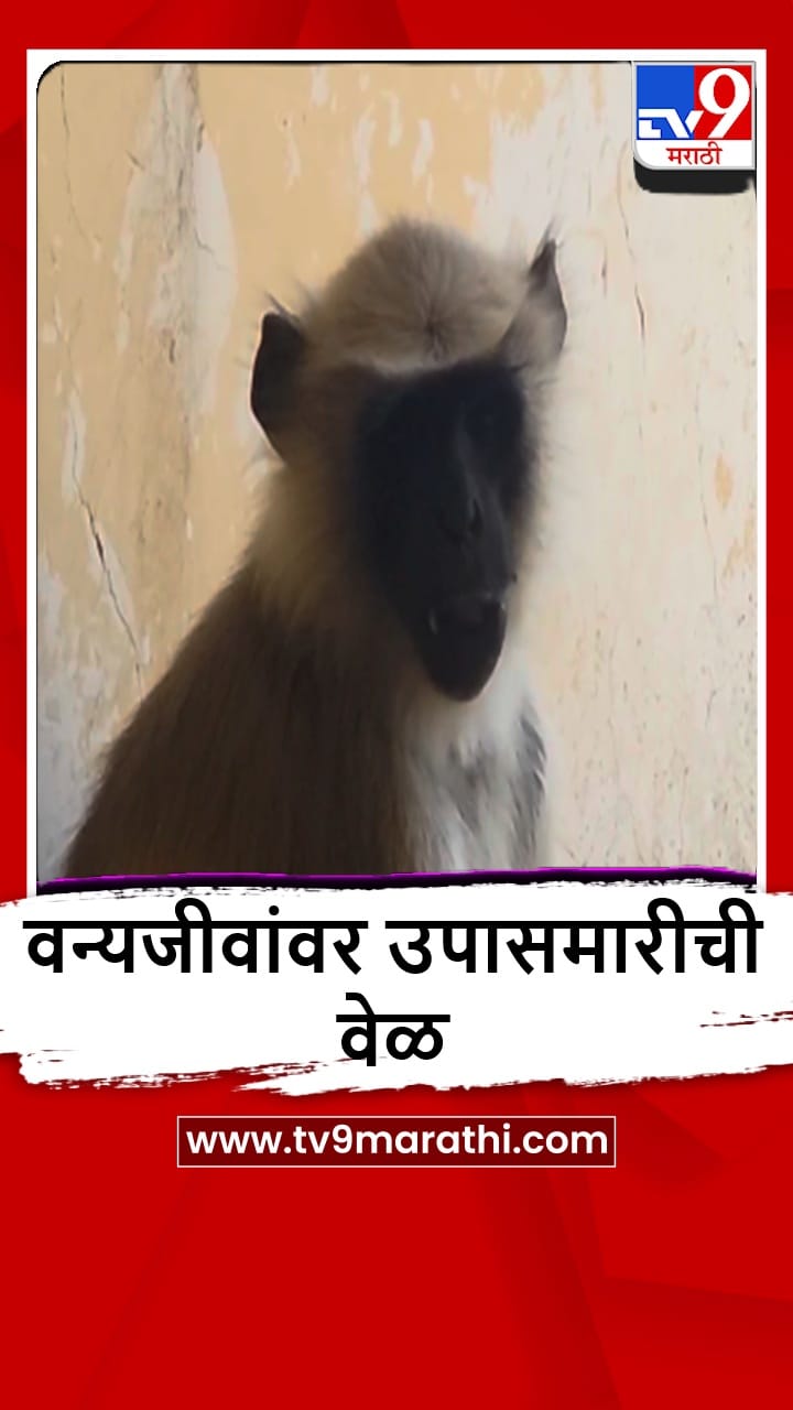 Akola : भुकेपोटी माकडं शहराकडे, पोळ्यांवर भागवली भूक-1690718