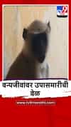 Akola : भुकेपोटी माकडं शहराकडे, पोळ्यांवर भागवली भूक