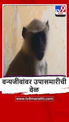 Akola : भुकेपोटी माकडं शहराकडे, पोळ्यांवर भागवली भूक-1690718
