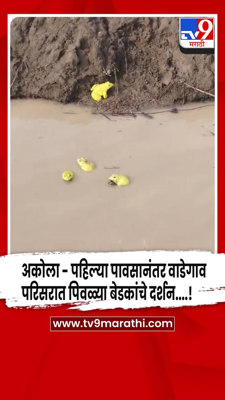 अकोला - पहिल्या पावसानंतर वाडेगाव परिसरात पिवळ्या बेडकांचे दर्शन....!-1699096