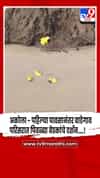अकोला - पहिल्या पावसानंतर वाडेगाव परिसरात पिवळ्या बेडकांचे दर्शन....!