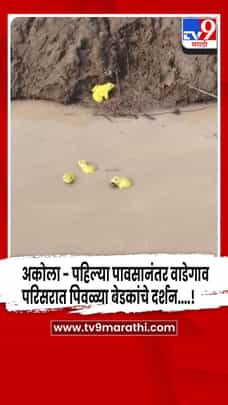 अकोला - पहिल्या पावसानंतर वाडेगाव परिसरात पिवळ्या बेडकांचे दर्शन....!-1699096