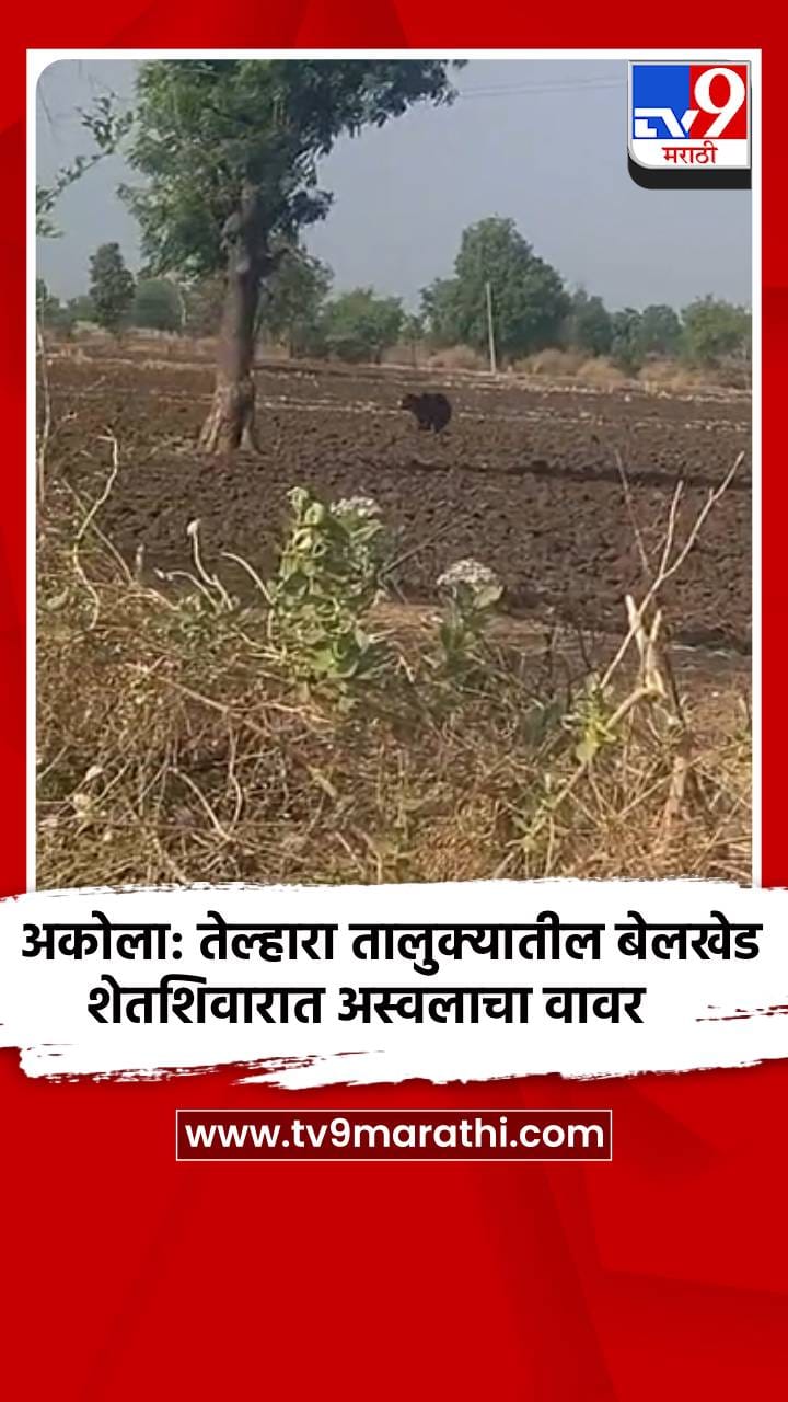 अकोला: तेल्हारा तालुक्यातील बेलखेड शेतशिवारात अस्वलाचा वावर