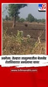 अकोला: तेल्हारा तालुक्यातील बेलखेड शेतशिवारात अस्वलाचा वावर.