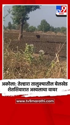 अकोला: तेल्हारा तालुक्यातील बेलखेड शेतशिवारात अस्वलाचा वावर-1681162