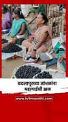 बदलापूरच्या जांभळांना महागाईची झळ.