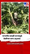 परभणीत वादळी वाऱ्यामुळे केळीच्या बागा उद्ध्वस्त