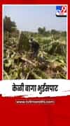 अवकाळीच्या तडाख्याने जामोद परिसरात केळी बागा भुईसपाट.