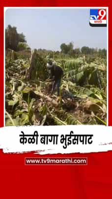 अवकाळीच्या तडाख्याने जामोद परिसरात केळी बागा भुईसपाट-1682416