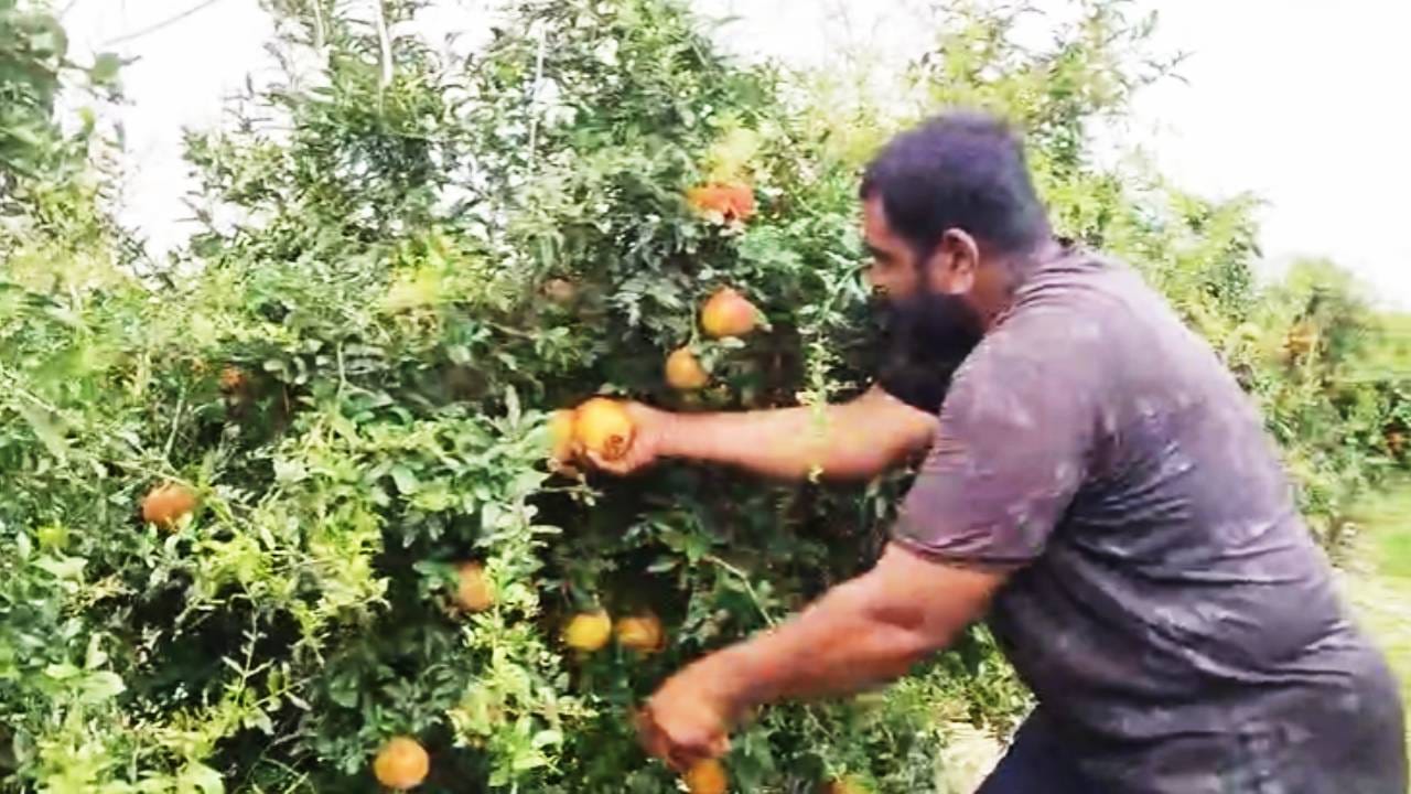 भातोडी येथील तरुण शेतकरी शंकर गीते यांनी ही कमाल करून दाखवली आहे. पारंपारिक शेतीसोबतच त्यांनी गेल्या काही दिवसांपासून अभिनव प्रयोग सुरू केले होते. त्यात त्यांनी माळरानावर डाळिंब शेतीचा निर्णय घेतला. त्यासाठी खूप मेहनत घेतली. शंकर गीते यांच्या डाळिंबाला प्रति किलो 201 रुपयांचा विक्रमी दर मिळाला आहे.
