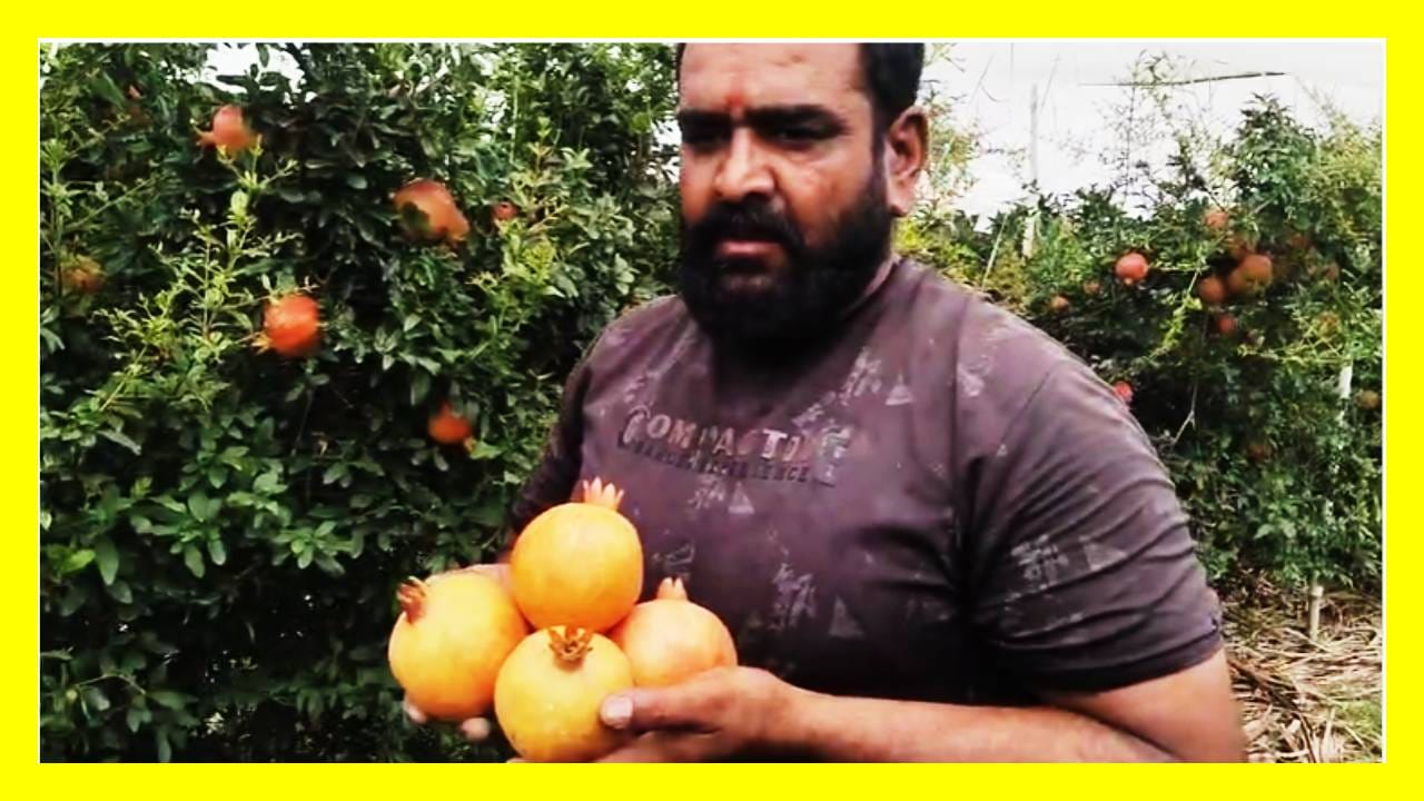 "शेतकरी बांधवांनी शेतीला नोकरीप्रमाणेच गांभीर्याने घ्यावे, माझी शेतीच मला कॉर्पोरेट क्षेत्रापेक्षा मोठे 'पॅकेज' देत आहे," असे सांगत, सेंद्रिय शेतीला प्रोत्साहन आणि थेट बाजारपेठ उपलब्ध करून देण्याची मागणी शंकर गीते यांनी राज्य शासनाकडे केली आहे.
