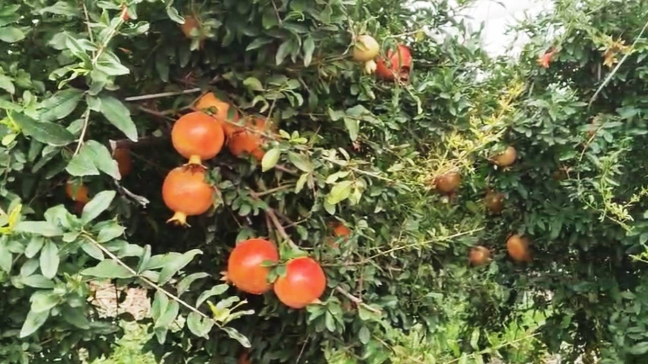 Beed Pomegranate Cultivation : ज्या ठिकाणी दगडधोड्यांशिवाय काहीच नव्हते. अशा शेतात तरुण शेतकऱ्याने मोठी कमाल दाखवली. त्याने जिद्दीने आणि कष्टाच्या जोरावर मोठे उत्पन्न घेतलं आहे. बीड जिल्ह्यातील या शेतकऱ्याची शेती पंचक्रोशीत चर्चेचा विषय ठरली आहे. काही शेतकरी हा प्रयोग पाहण्यासाठी येत आहेत.