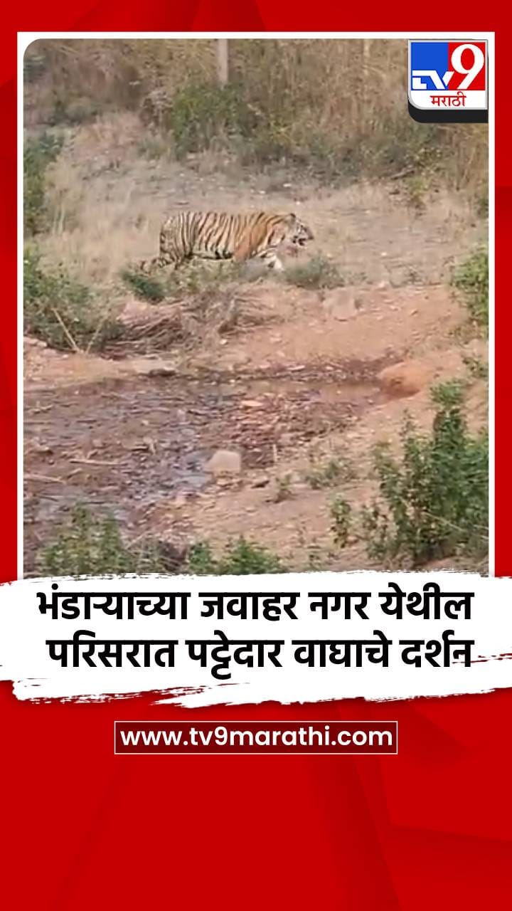 भंडाऱ्याच्या जवाहर नगर येथील परिसरात पट्टेदार वाघाचे दर्शन