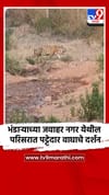 भंडाऱ्याच्या जवाहर नगर येथील परिसरात पट्टेदार वाघाचे दर्शन.