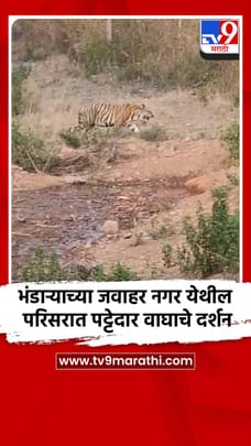 भंडाऱ्याच्या जवाहर नगर येथील परिसरात पट्टेदार वाघाचे दर्शन-1681157
