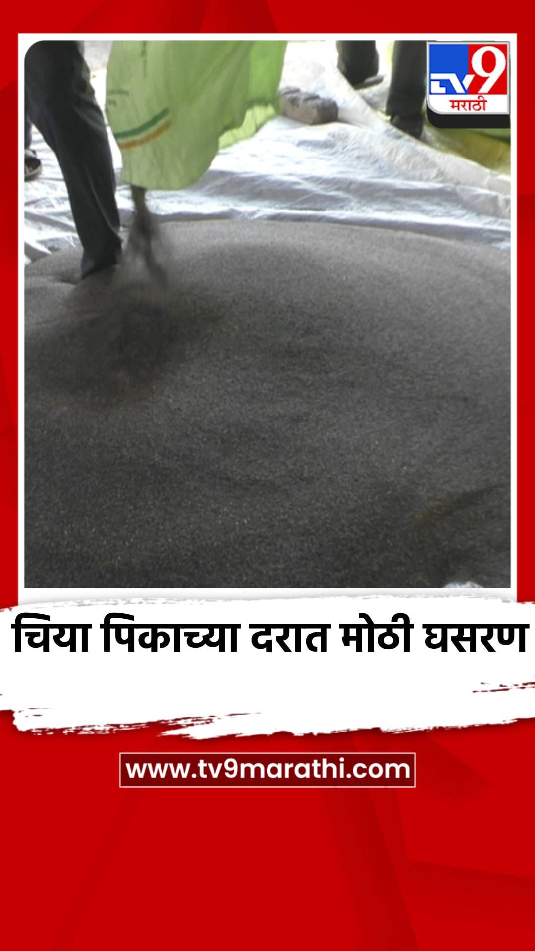 वाशिममध्ये चिया पिकाच्या दरात मोठी घसरण, शेतकरी चिंतेत-1690466