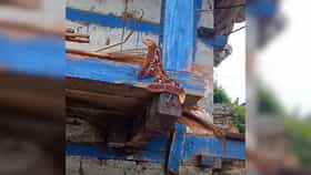 99 टक्के लोकांनी हा जीव ओळखलाच नाही, सर्वच म्हणाले, साप..तुम्ही ओळखलं?.