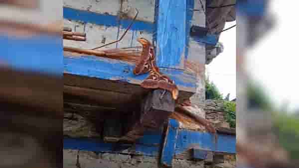 99 टक्के लोकांनी हा जीव ओळखलाच नाही, सर्वच म्हणाले, साप.. पण नाही, तुम्ही तरी ओळखू शकता काय?