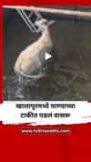 खालापूरमध्ये पाण्याच्या टाकीत पडलं वासरू