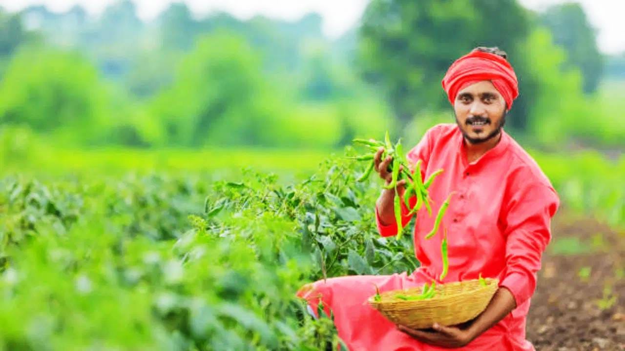 गुग्गुळाचा दमदार उपाय: रोजच्या पूजेत, सण उत्सवाच्या काळात गुग्गुळ निखाऱ्यावर टाकून घरभर पसरवला जातो. त्यामुळे वातावरण एकदम प्रसन्न होते. त्याच्या सुंगधाने ताजतवानं वाटतं. शेतातही हा प्रयोग केल्यास फायदा होतो. एका मोठ्या लोखंडी टोपल्यात अथवा भांड्यात चांगला आहार करून त्यात गुग्गुळ वरतून टाकल्यास धूर होईल आणि पिकांवरील कीड आणि रोग पळून जाईल. प्रत्येक सरीत ही धुणी द्या. पिकाची जोमात वाढ होईल आणि उत्पादन वाढेल.