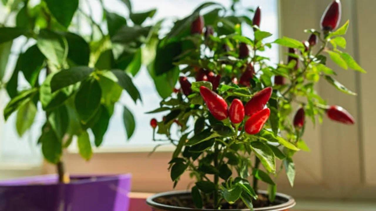 गोमूत्र-ताकाची फवारणी: 5 लिटर गोमूत्र आणि 6 लिटर आंबट ताक यांचे चांगले मिश्रण करा. हे मिश्रण पिकांवर फवारा. 8 ते 10 दिवसात मिरचीवरील रोग कमी झाल्याचे दिसेल. कोकडासह इतर कीड कमी होईल.