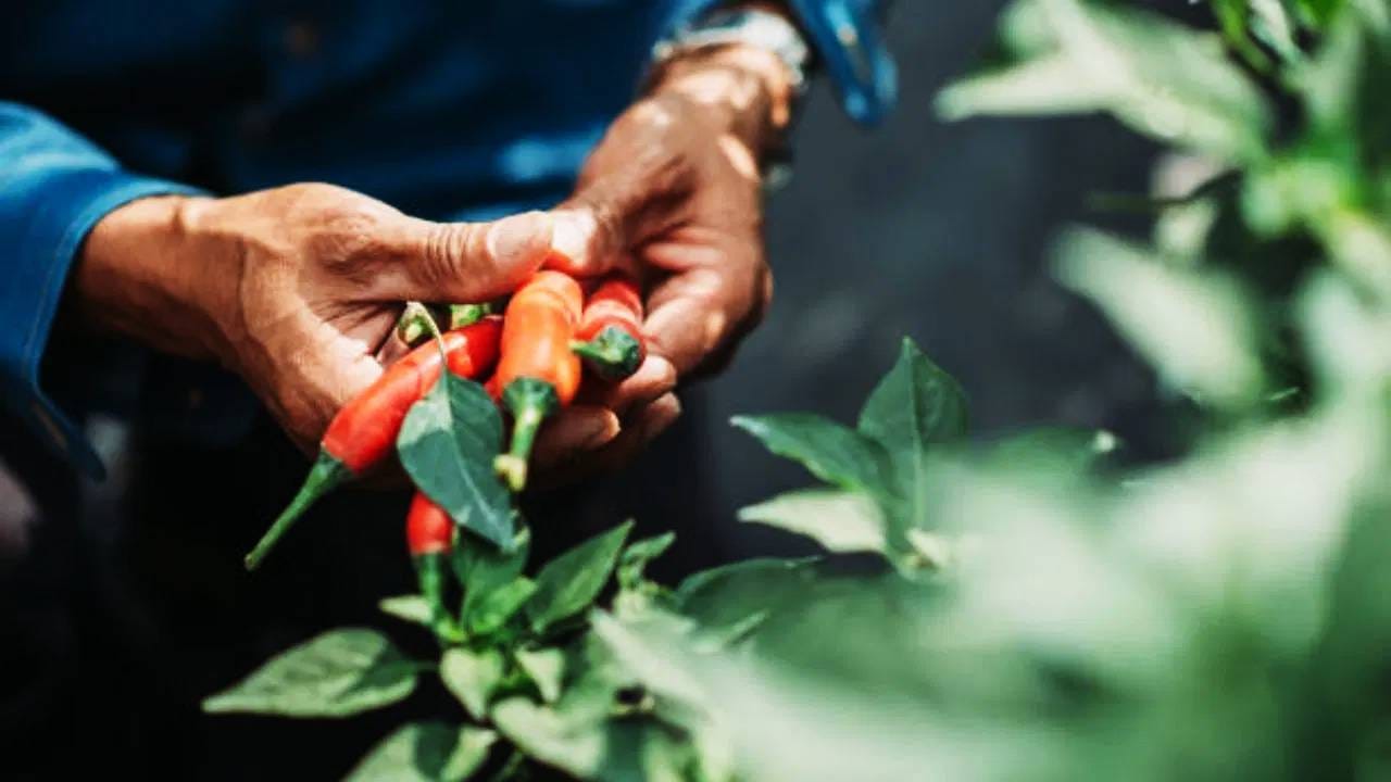 फुले नाही गळणार: 50 ग्रॅम हिंग आणि 500 ग्रॅम जुन्या बाजारीचे पीठ एकत्र करा. त्याची एक पिशवी तयार करा आणि पाणी देताना ती दांडात ठेवा. या उपायामुळे फुले गळण्याची समस्या कमी होईल. कीड आणि रोग नियंत्रीत राहील. 