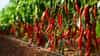 Chilli Crops: अस्सल देशी उपाय... इतक्या मिरच्या की झाडच वाकणार... कमी खर्चात उत्पादन डबल, कीड आणि रोग बंधार्‍यावरच थांबणार