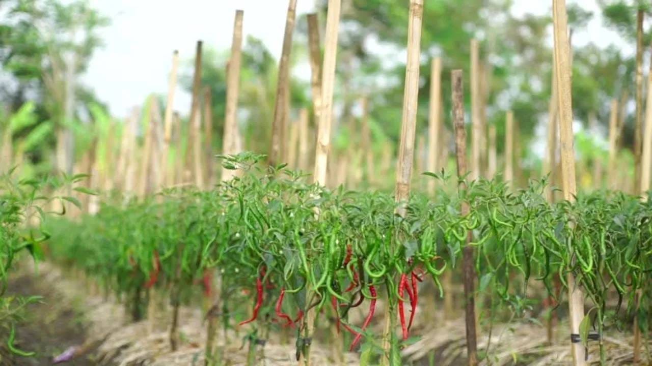 चुना अथवा रॉकेलचा उपाय: मिरची, वांगी आणि टोमॅटो या पिकांमध्ये पाने आकसतात. पाणी देताना त्या पाण्यात अगदी किंचित रॉकेल टाका. थोड्यावेळाने पिकावर कमी प्रमाणात चुना शिंपडा. तीन दिवसांच्या अंतराने ही प्रक्रिया केल्यास फायदा होऊ शकतो. 
