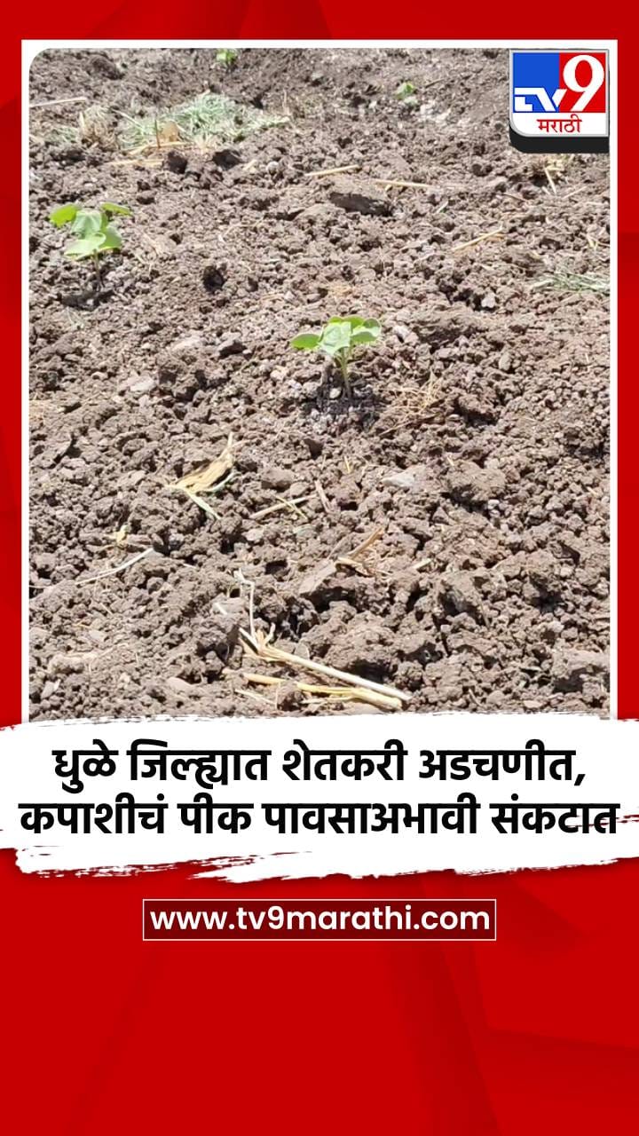 धुळे जिल्ह्यात शेतकरी अडचणीत, कपाशीचं पीक पावसाअभावी संकटात-1687725