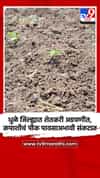 धुळे जिल्ह्यात शेतकरी अडचणीत, कपाशीचं पीक पावसाअभावी संकटात