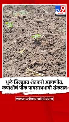 धुळे जिल्ह्यात शेतकरी अडचणीत, कपाशीचं पीक पावसाअभावी संकटात-1687725