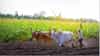 Farm Loan Waiver: शेतकऱ्यांसाठी आनंदवार्ता, कर्जमाफी योजनेच्या निकषात बदलाचे संकेत, कोणाला थेट फायदा?