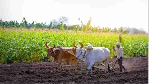 Farm Loan Waiver: शेतकऱ्यांसाठी आनंदवार्ता, कर्जमाफी योजनेच्या निकषात बदलाचे संकेत, कोणाला थेट फायदा?